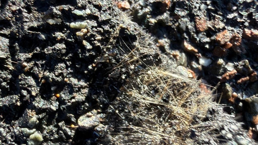 Macro view of hail damage on an asphalt shingle showing crushed ceramic granules and exposed inner fiberglass mat